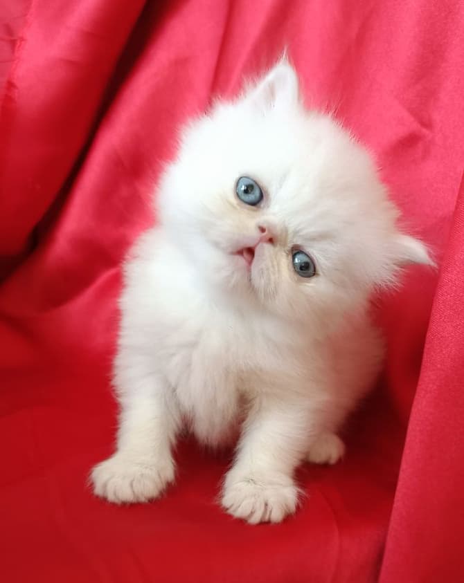 my cat