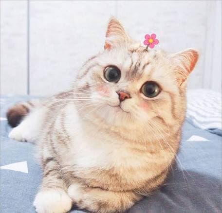 #cat