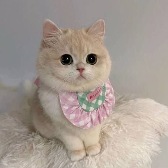 #cat