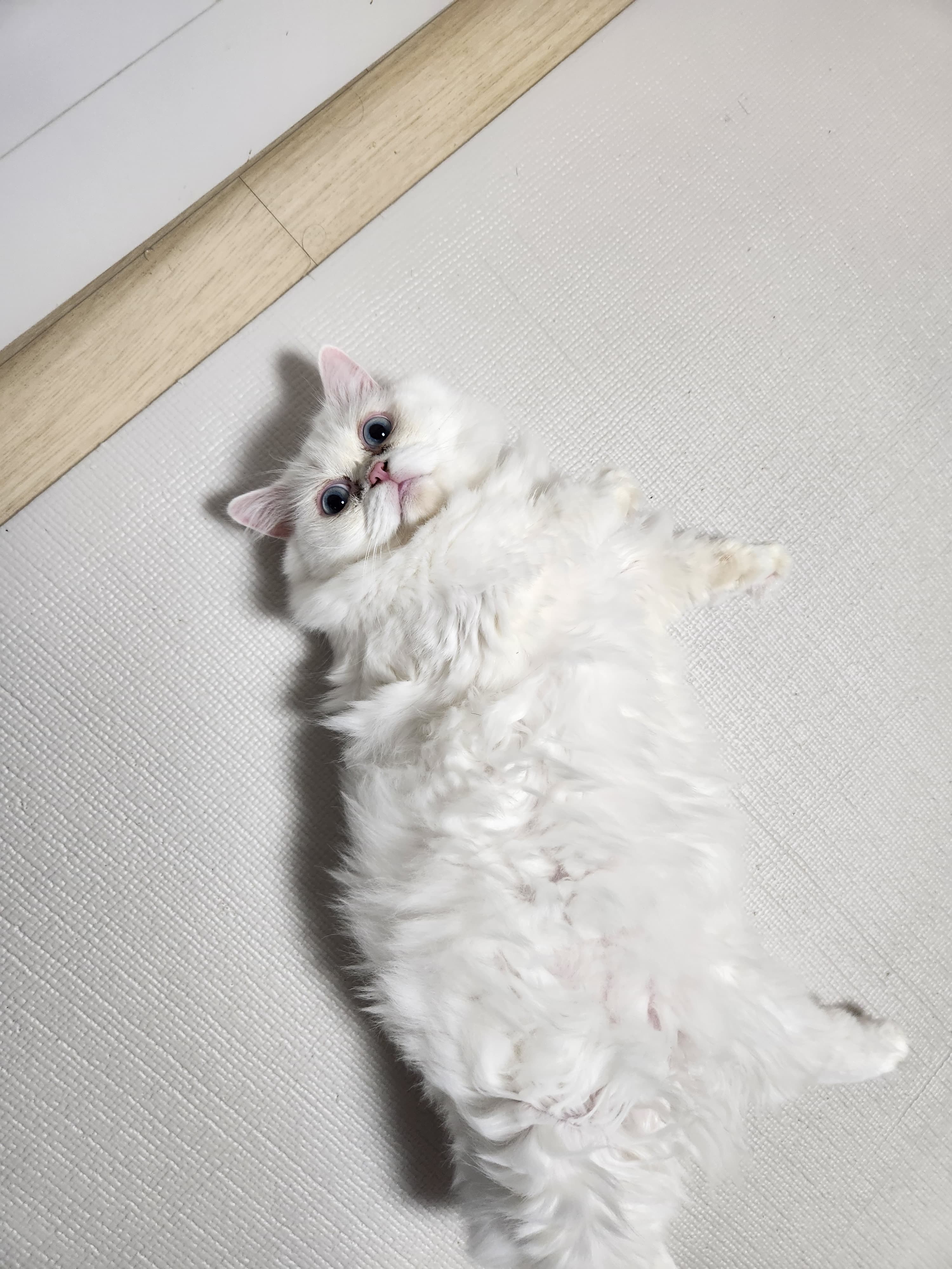 토실토실 로뚱쟝이~!