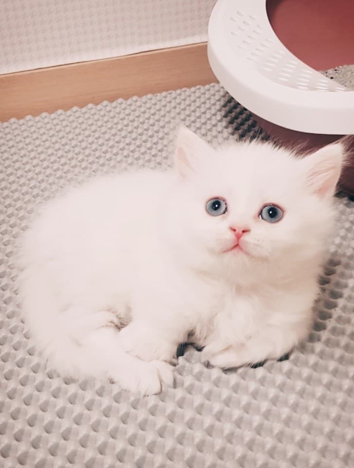 로이 어릴때 참 이쁘죠?