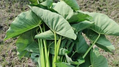 * Taro leaves are rich in Vitamin A, which helps improve eyesight.
* The iron and folate in them are highly effective in combating anemia.
* Being high in dietary fiber, they promote easy digestion and relieve constipation.
* Packed with calcium and phosphorus, they contribute to strengthening bones and teeth.
* The Vitamin C and antioxidants present in taro leaves significantly boost the body's immune system.