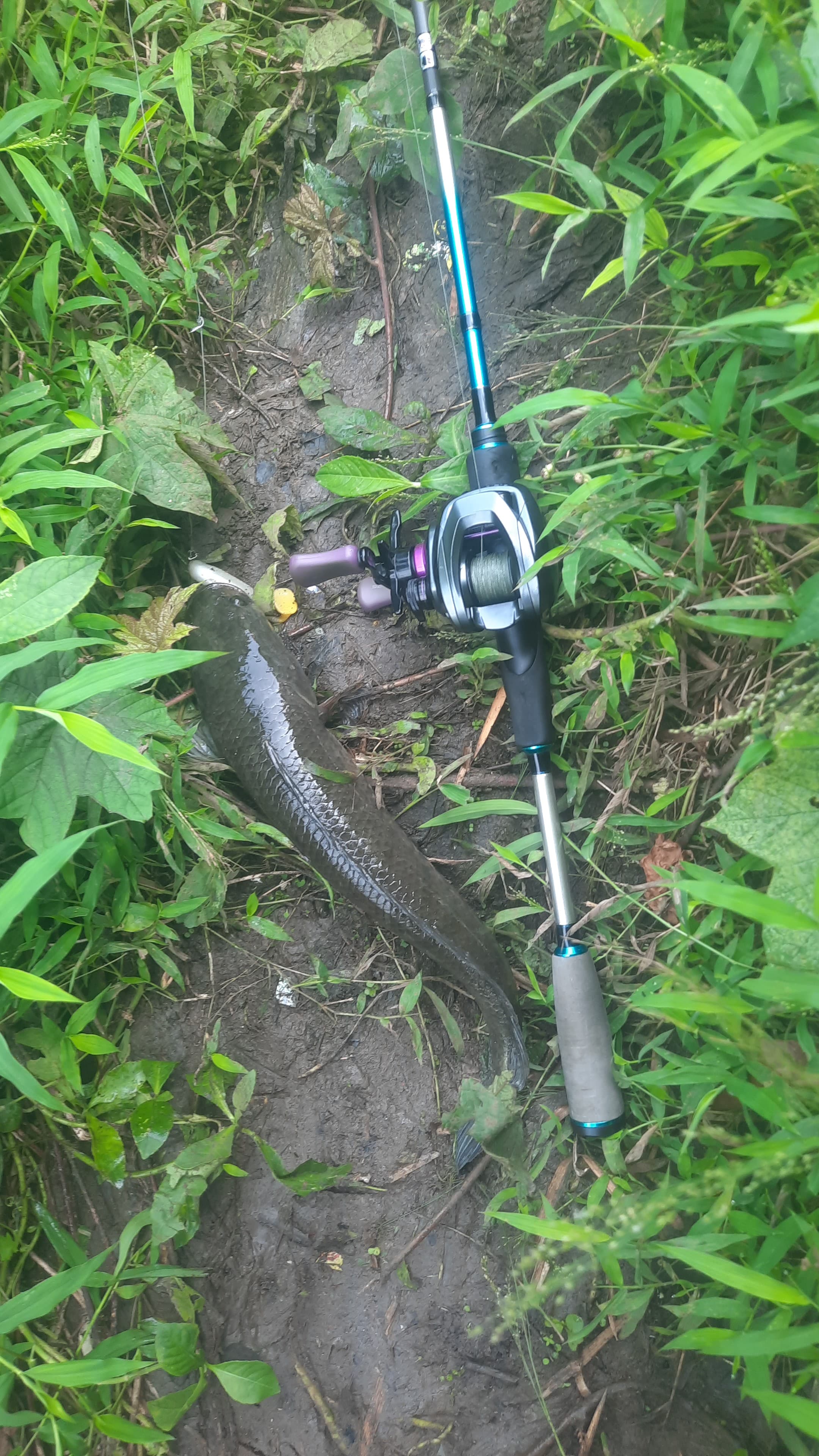 fill your free time fishing for snakehead fish, never stop, ever give up