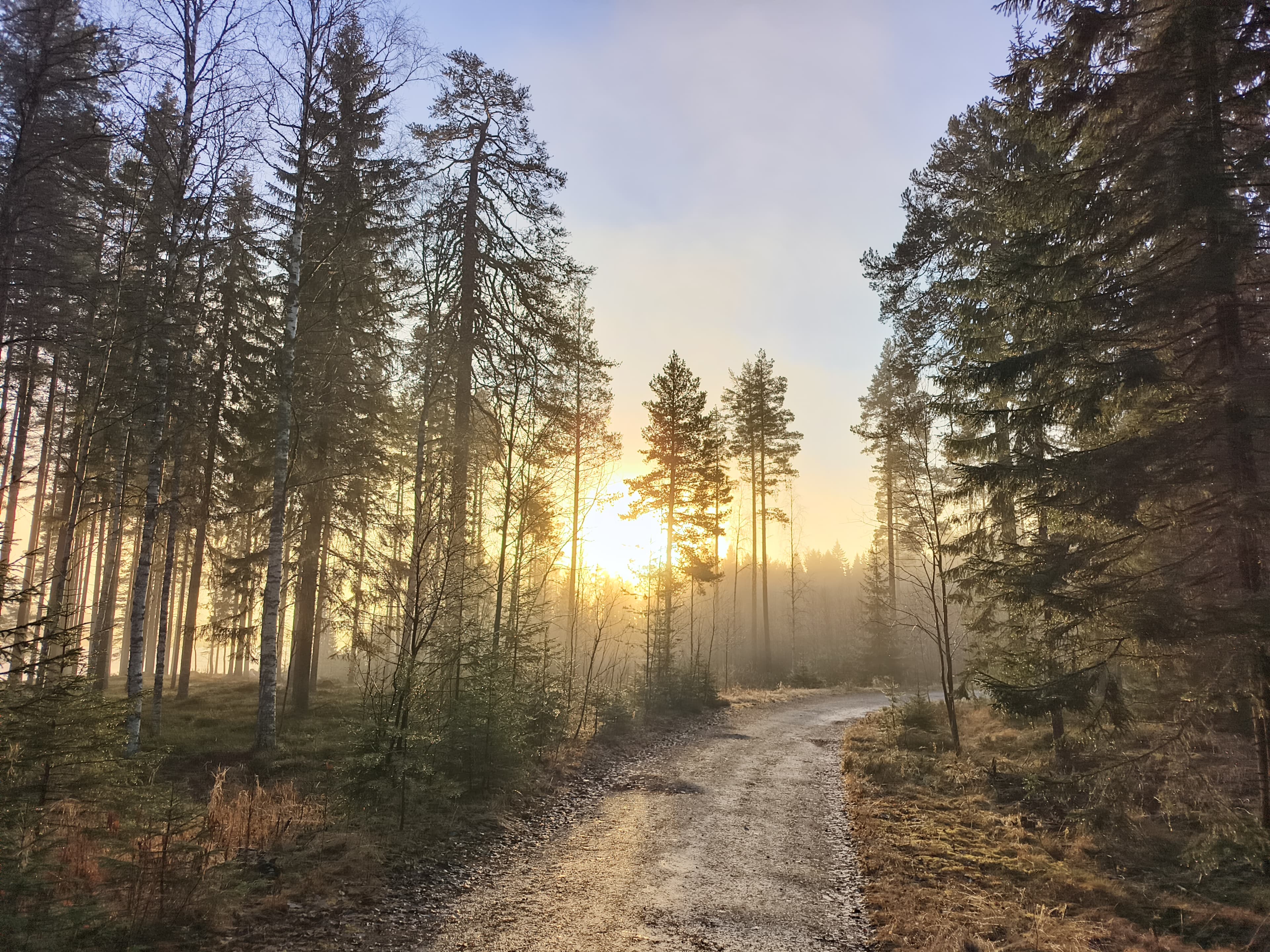 Far up in the North very early morning walk in the woods