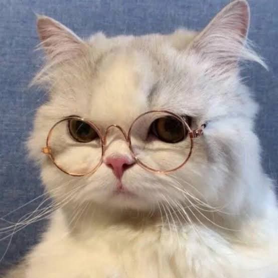 Yoo GM cat😹😹