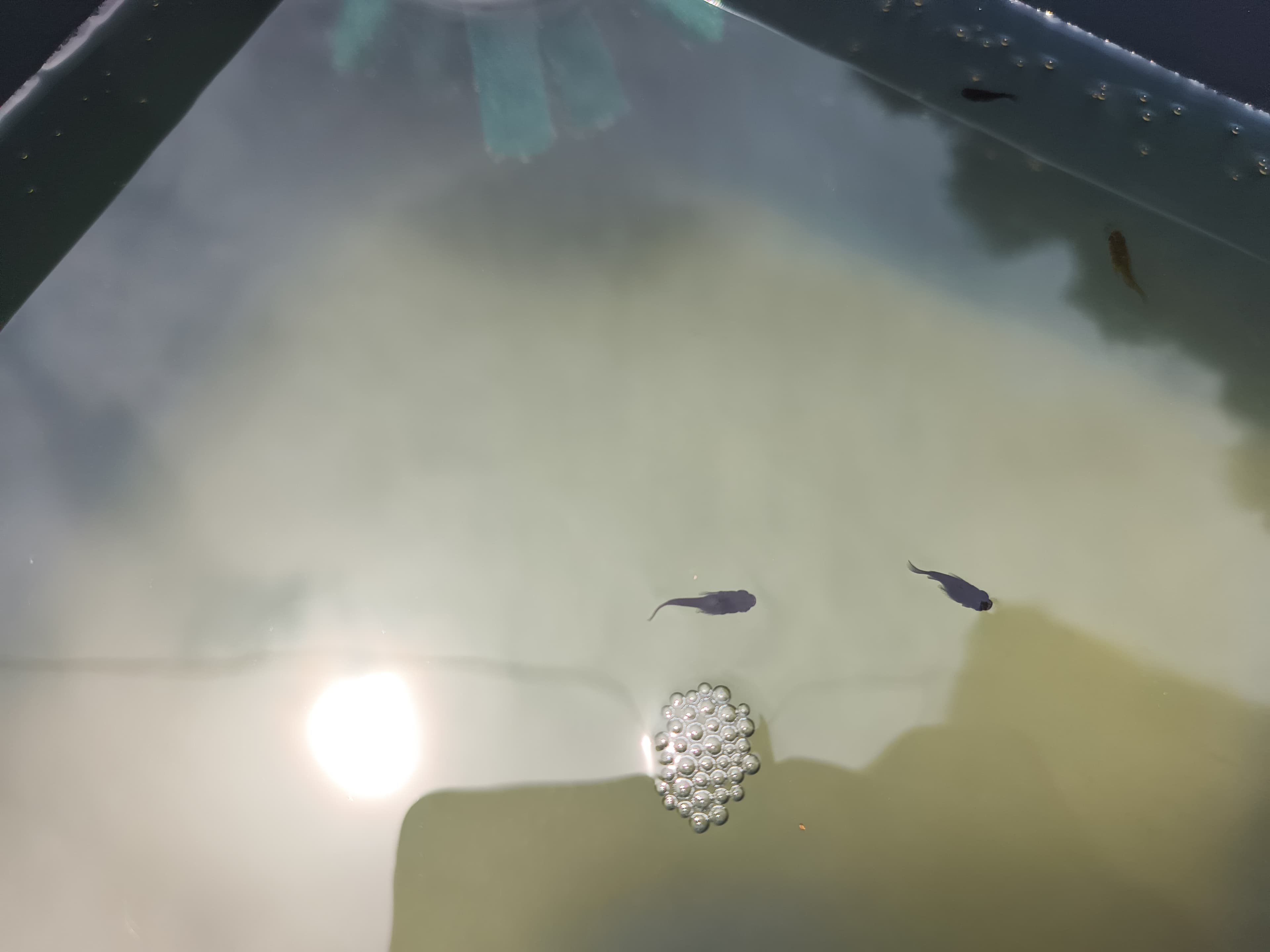 黒炎ダルマ🐟️