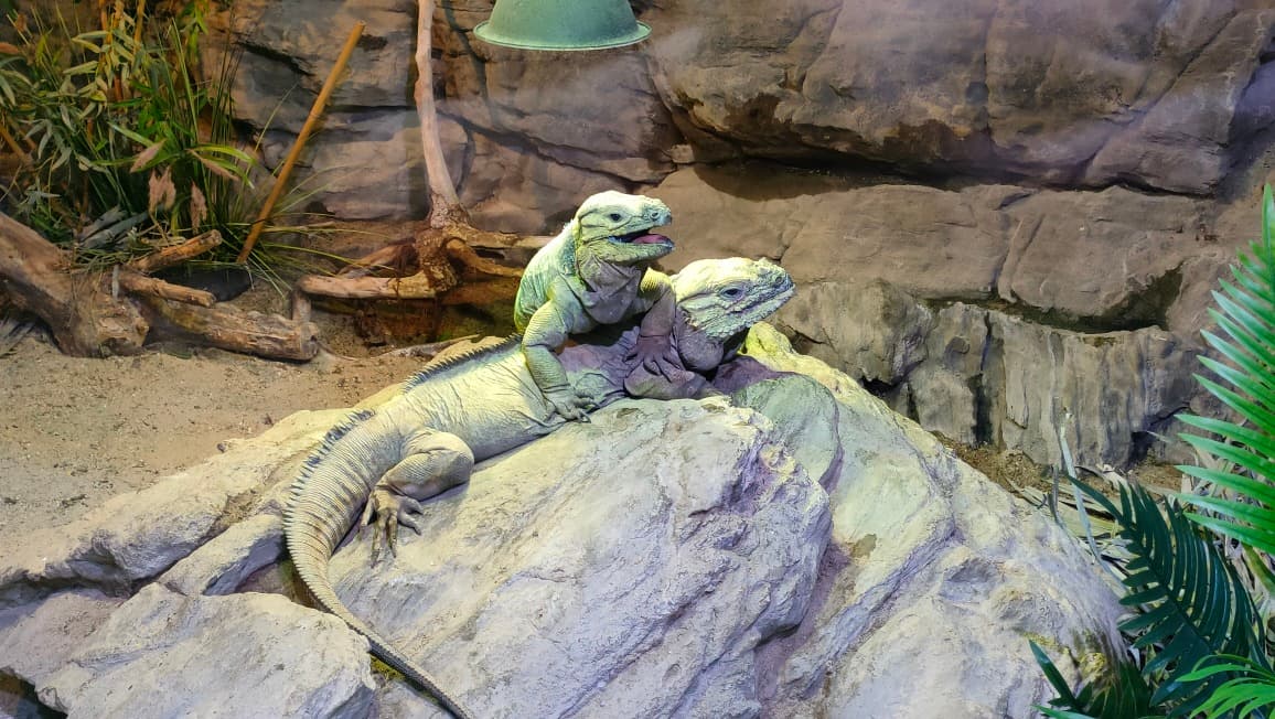 Cold blood couple chilling at terrarium. ๐ฆ