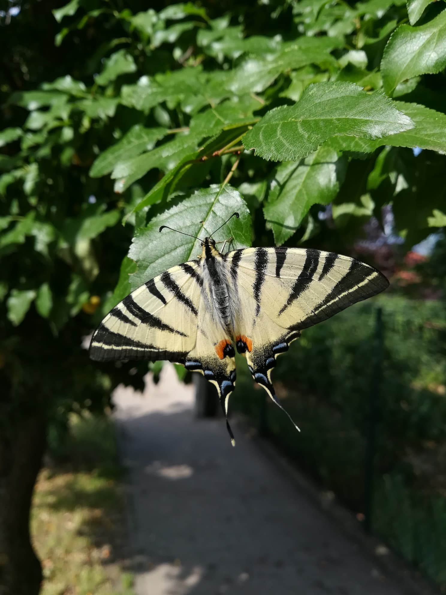 I met with this lil homie today. 🦋