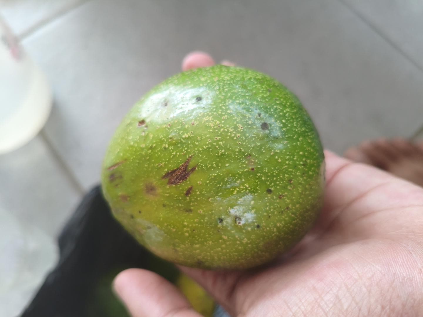 mangga
